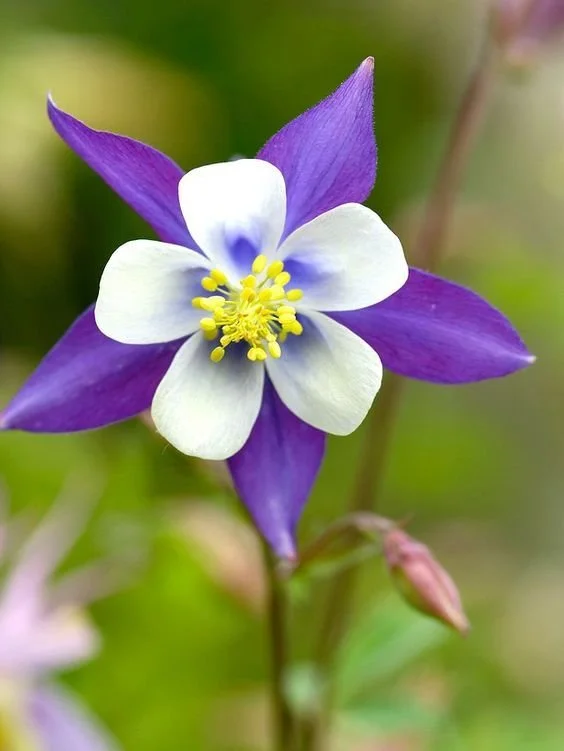 A blue and white Colorado columbine flower in bloom