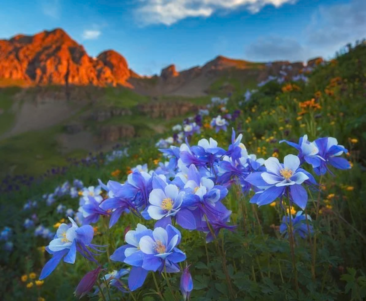 Wild columbine flowers blooming in the Colorado mountains at sunset